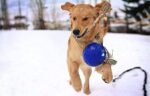 Jolly Pets Играчка за кучета Ball Romp-n-Roll, 15 см, синьо - Image 2