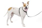 PetSafe 3-в-1 нашийник, размер M, черен