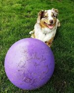 Jolly Pets Push-n-Play Ball играчка за кучета, 35,6 см, лилава - Image 3