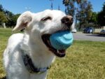 Chuckit! Fetch Medley топки Среден размер 3 броя - Image 6
