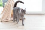 Trixie Tipi Boho за кучета и котки, 55 × 65 × 55 см, БЕЖОВО - Image 7
