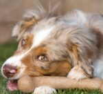 Pet Qwerks Dinosaurier-BarkBone кучешка играчка от найлон, 24,8 см - Image 4