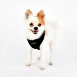 Puppia Terry A нагръдник за малки и средни кучета - Image 2