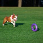 Ferplast Gioco Cane, фитнес пръстен за кучета, голям, 1 брой - Image 6