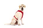 curli Belka Adjustable Neck нагръдник с регулиране около врата - Image 7