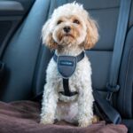 CarSafe автомобилен нагръдник - Image 2