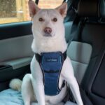 CarSafe автомобилен нагръдник за кучета, изпитан при краш тест - Image 2