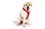 curli Belka Adjustable Neck нагръдник с регулиране около врата - Image 5