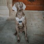 HUNTER Divo Up нагръдник с камуфлажен десен - Image 6