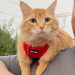 Best Pet Supplies Voyager Step-in Air нагръдник - Image 8