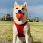Best Pet Supplies Voyager Step-in Air нагръдник - Image 9