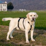 Ferplast Brave нагръдник против измъкване - Image 4