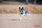 Puppia нагръдник за кучета - Image 7