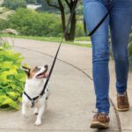 PetSafe 3-в-1 нашийник, размер M, черен - Image 2