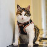 Best Pet Supplies Voyager Step-in Air комплект нагръдник и светлоотразителен повод - Image 8
