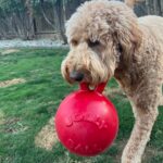 Jolly Pets Tug-n-Toss играчка за кучета, 25 см, червена - Image 6