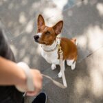 NINA WOOF Cupertino повод от веганска кожа - Image 6