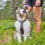 Non-stop dogwear Line 5.0 нагръдник - Image 2