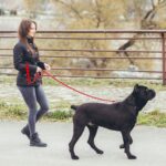 Homimp Повод за кучета с верига, 1,8 м, червен, устойчив на хапане - Image 7