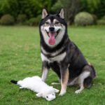 Best Pet Supplies Играчка за кучета 2 в 1 без шум с мек плат, голяма - Image 5