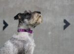 DOG Copenhagen Urban Style нашийник - Image 4