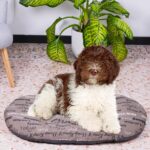 FERPLAST - Легло за кучета и котки Relax, 78 x 50 см, кафяво - Image 3