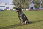 Dingo Gear тренировъчни нашийници - Image 7