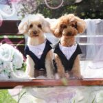 Croci Ceremony Groom официален нагръдник за кучета - Image 5