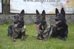 Dingo Gear тренировъчни нашийници - Image 5