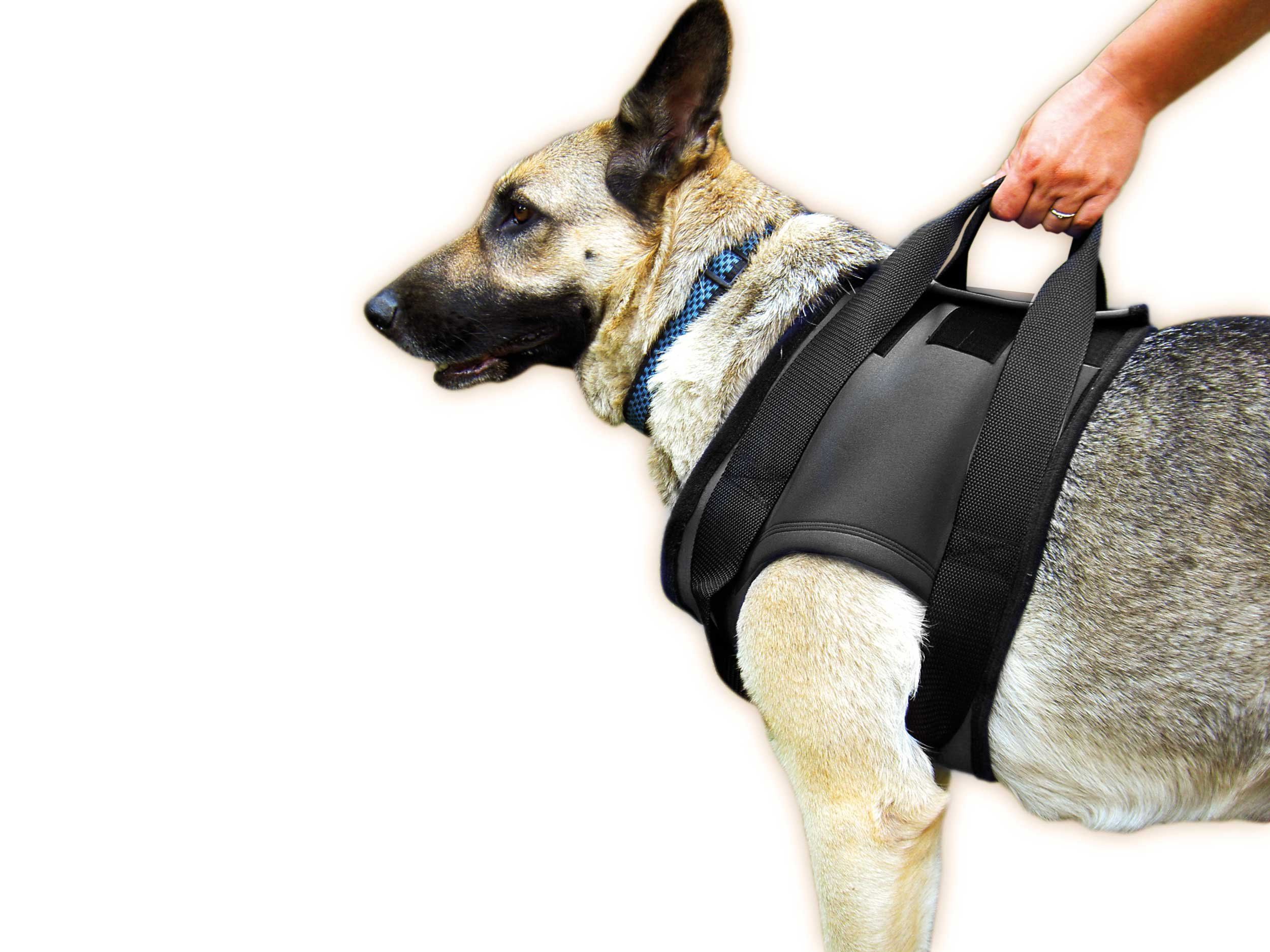 814SJwkD8VL.jpg Julius-K9 Нагръдник Neopren, размер L, черен - Image 1