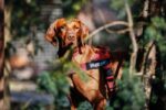 Julius-K9, IDC® Color & Gray® Нагръдник за кучета - Image 2