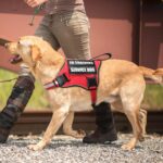 MOOGROU Нагръдник за кучета с поводи и 10 нашивки, червен, размер L - Image 7