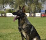 Dingo Gear ръчно изработен нашийник - Image 6