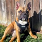 Best Pet Supplies Voyager регулируем нагръдник - Image 8