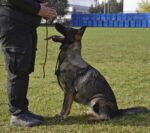Dingo Gear тренировъчни нашийници - Image 6