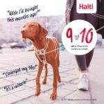 Halti No Pull комплект нагръдник и повод за обучение - Image 9