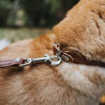HUNTER ROUND & SOFT нашийник - Image 4