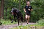 Non-stop dogwear Freemotion за кучета - Image 3