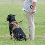 Beebiepet Тактически нагръдник за големи кучета, регулируем, светлоотразителен - Image 3