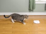 PetSafe ZIP Автоматична играчка с лазер за котки, бяла - Image 6