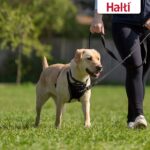 Halti No Pull комплект нагръдник и повод за обучение - Image 6