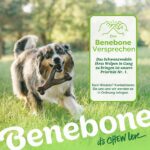 Benebone Wishbone играчка за кучета, с истински бекон, размер L - браун, Голям - Image 6