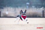 Puppia нагръдник за кучета - Image 3