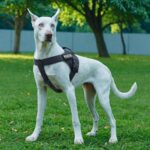 EXCELLENT ELITE SPANKER Регулируем тактически найлонов нагръдник за кучета - Image 6