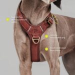 Peluvio Lord кожен нагръдник с конструкция Guard - Image 5
