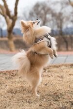 Puppia Junior нагръдник за малки кучета - Image 4