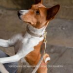 NINA WOOF Cupertino повод от веганска кожа - Image 7