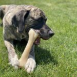 Interpet Nylabone Dura Chew - Кост за дъвчене, говеждо, голяма - Image 2