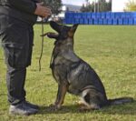 Dingo Gear ръчно изработен нашийник - Image 5