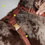 Peluvio Lord кожен нагръдник с конструкция Guard - Image 6